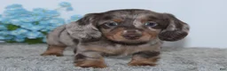 Miniature Dachshund dogs for sale: Riley - Ad 3