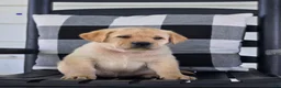 Labrador Retriever dogs for sale: Milo - Ad 1