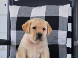 Labrador Retriever dogs for sale: Milo - Ad 2
