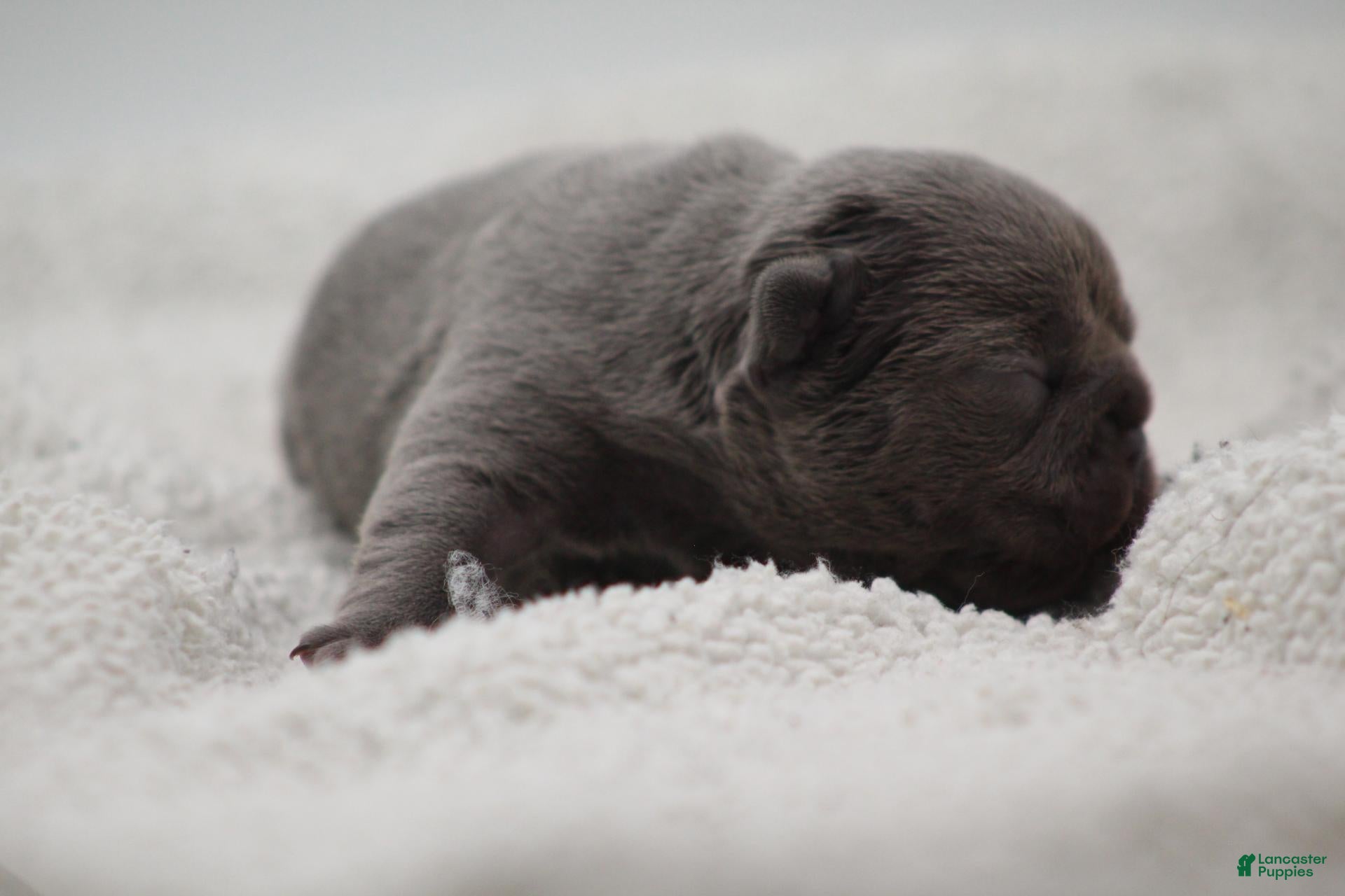 French Bulldog dogs for sale: Solid lilac - Ad 2