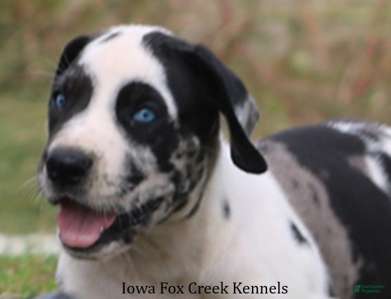 Great Dane dogs Great Dane 1 - Ad 1