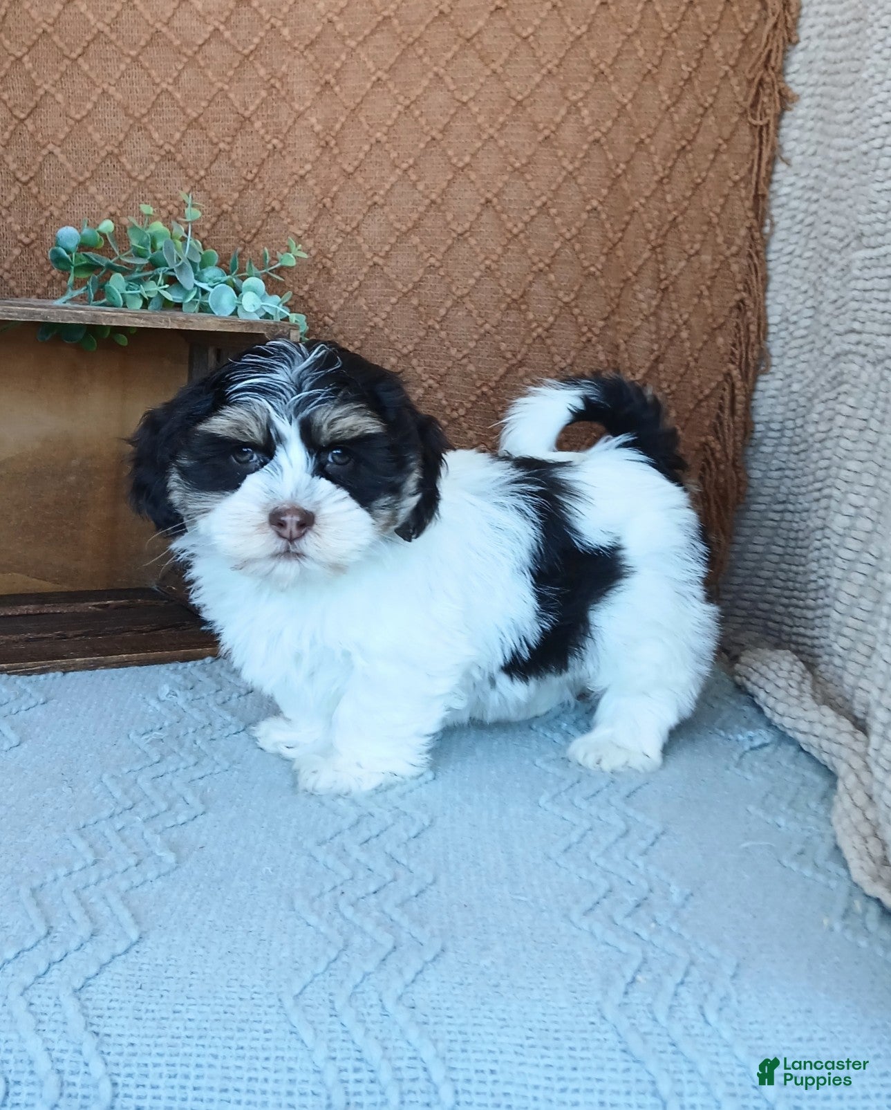 Havanese dogs Faith  - Ad 2