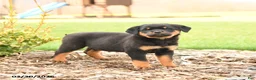 Rottweiler dogs for sale: River - Ad 1