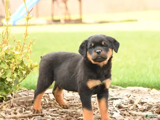 Rottweiler dogs for sale: River - Ad 2