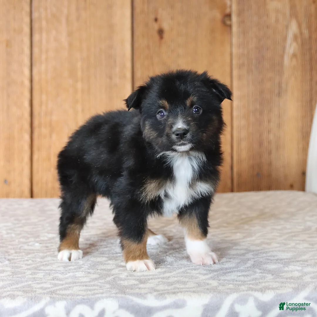 Miniature Australian Shepherd dogs for sale: Dolly - Ad 3