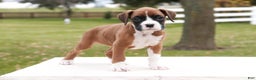 Boxer dogs for sale: Clara - Ad 5