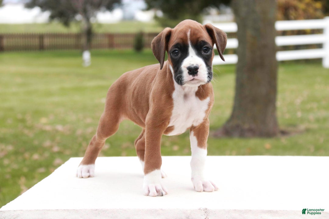 Boxer dogs for sale: Clara - Ad 5