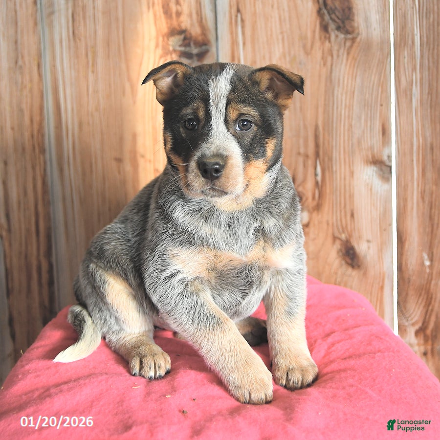 Australian Cattle Dog dogs Mellie - Ad 15