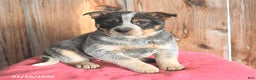 Australian Cattle Dog dogs for sale: Mellie - Ad 1
