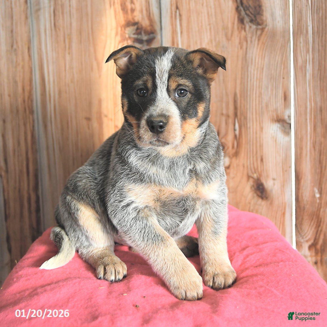 Australian Cattle Dog dogs for sale: Mellie - Ad 1