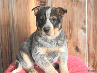 Australian Cattle Dog dogs Mellie - Ad 11