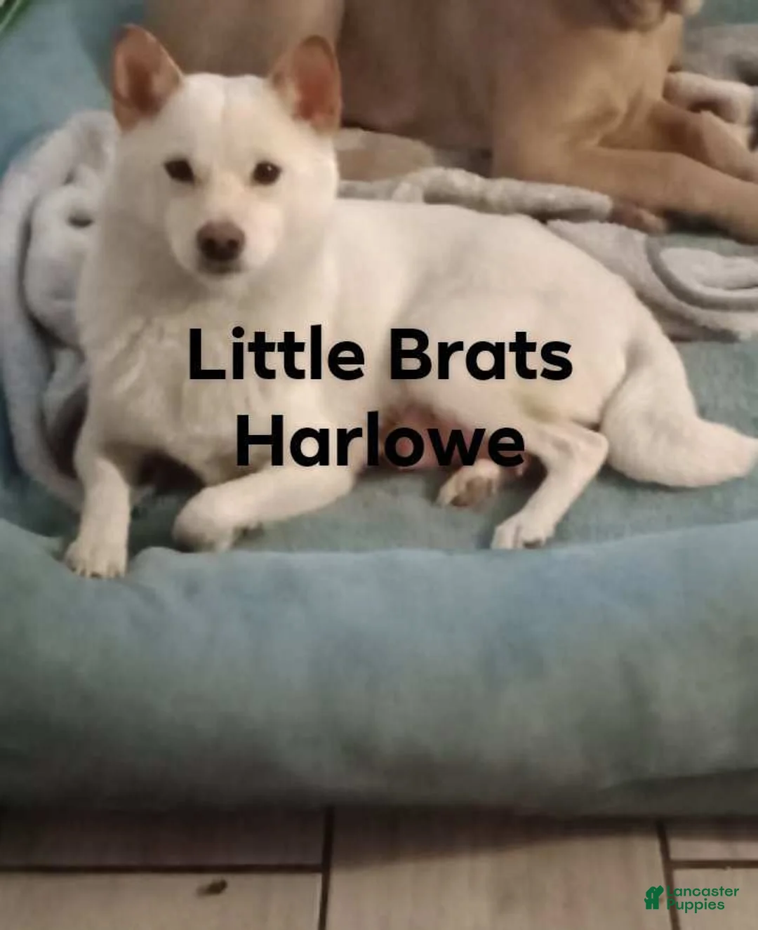 Shiba Inu dogs for sale: Tiny RM - Ad 5
