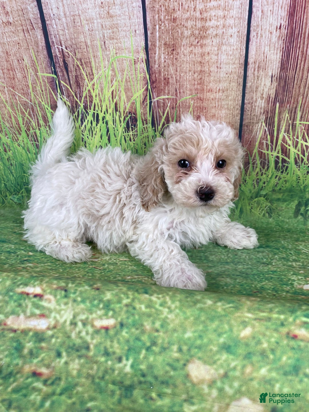 Miniature Poodle dogs for sale: Nelson - Ad 5