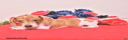 Miniature Dachshund dogs for sale: Walter - Ad 4