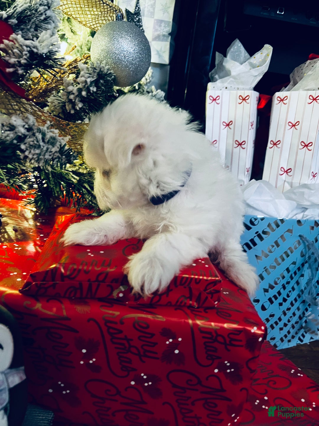 Maltese dogs for sale: Ribbons - Ad 8