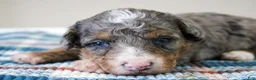 Mini Bernedoodle dogs for sale: Snickers  - Ad 3