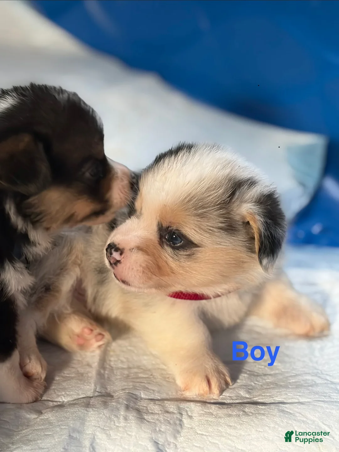 Welsh Corgi Pembroke dogs for sale: Marshall - Ad 2