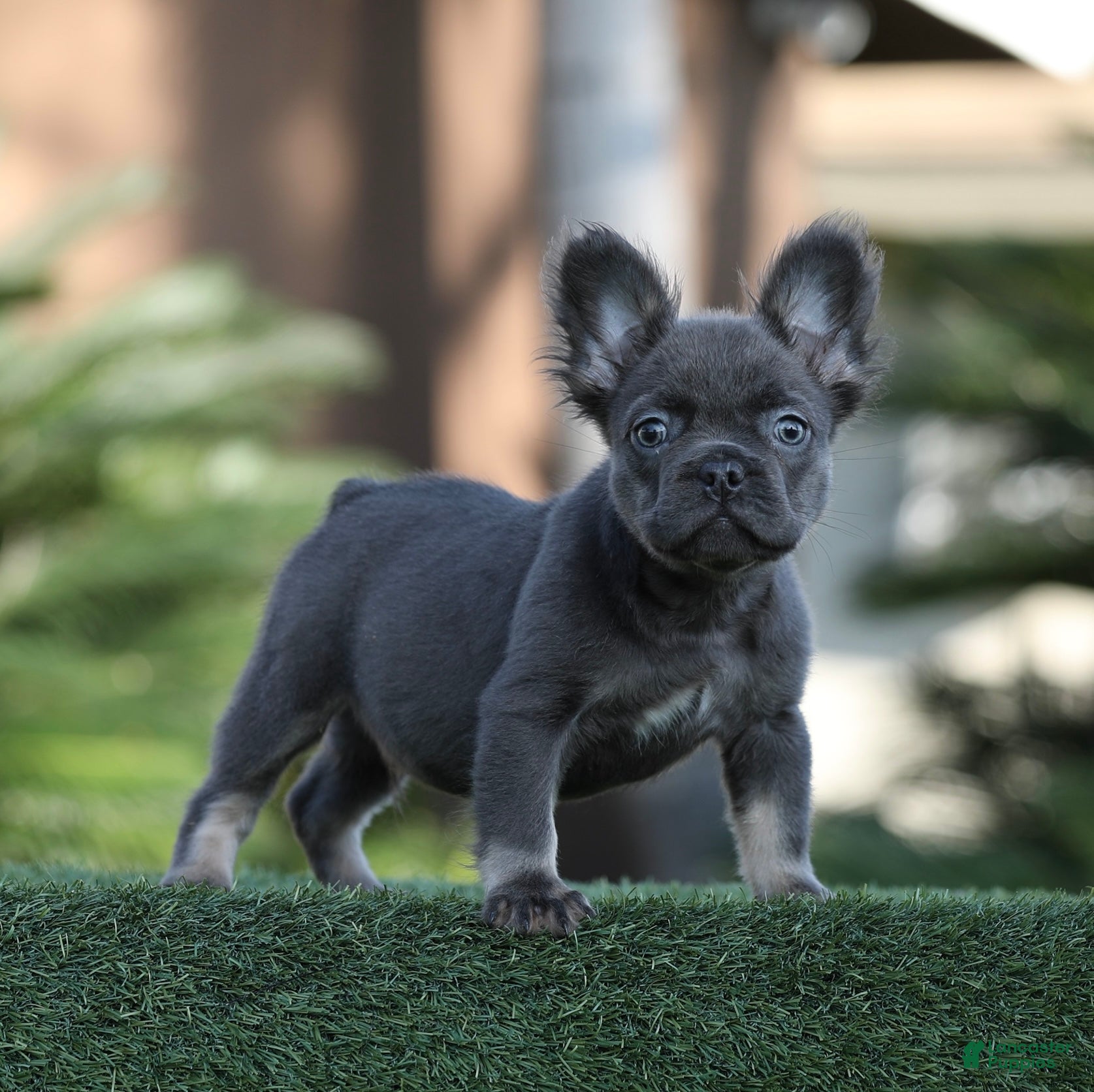 French Bulldog dogs for sale: French Bulldog Puppy 2 - Ad 4