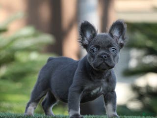 French Bulldog dogs for sale: French Bulldog Puppy 2 - Ad 4