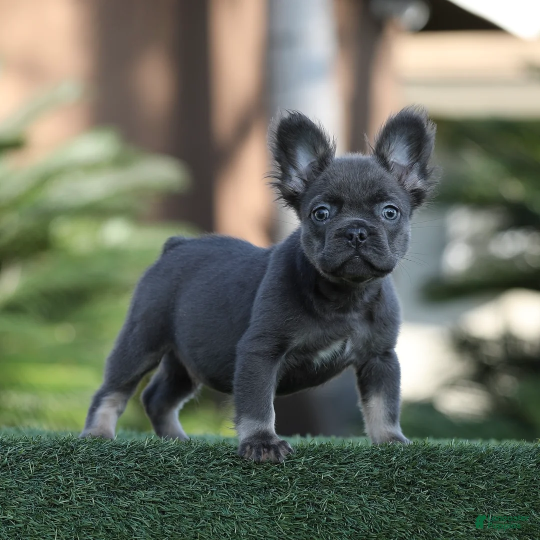 French Bulldog dogs for sale: French Bulldog Puppy 2 - Ad 1