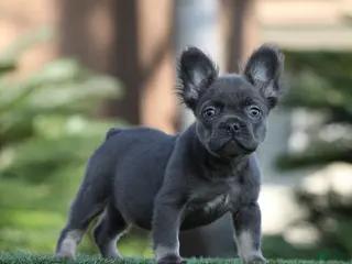 French Bulldog dogs French Bulldog Puppy 2 - Ad 39