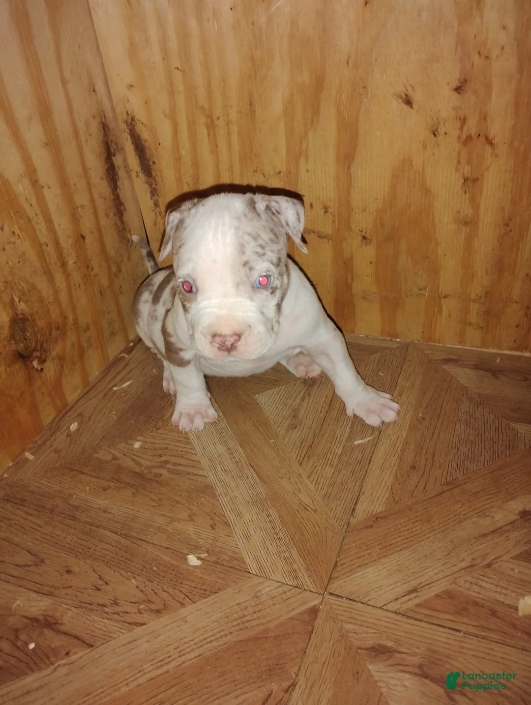 American Bully dogs for sale: American Bully Puppy 5 - Ad 9
