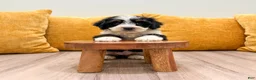 Mini Bernedoodle dogs for sale: Hailey - Ad 4