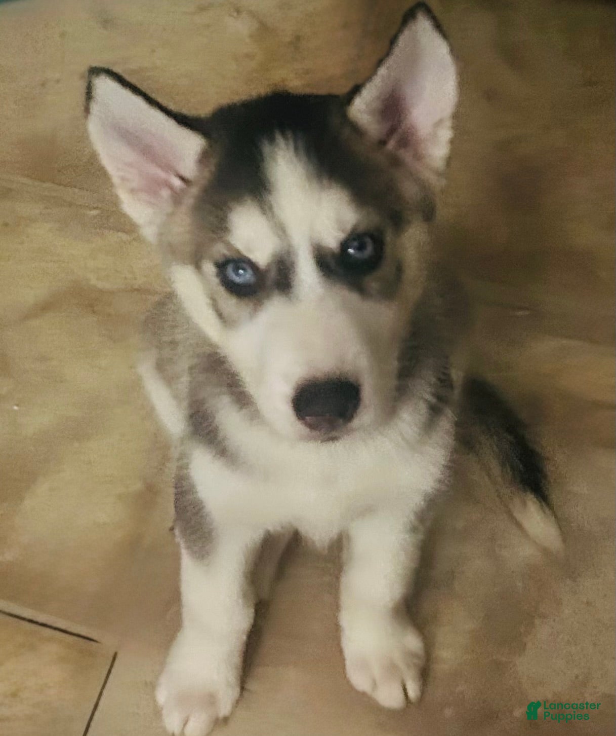 Siberian Husky dogs Siberian Husky 8 Ella - Ad 8