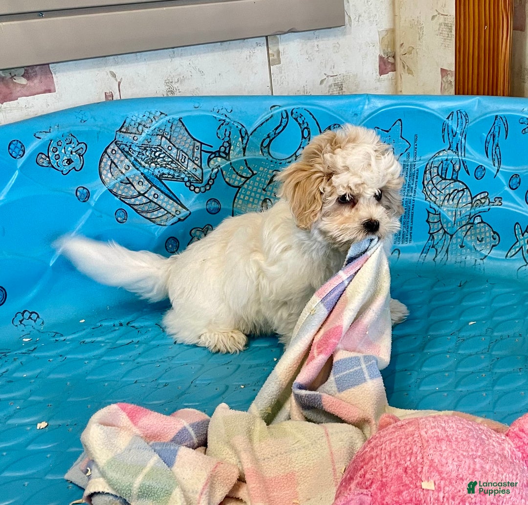 Coton De Tulear dogs for sale: Shane - Ad 4