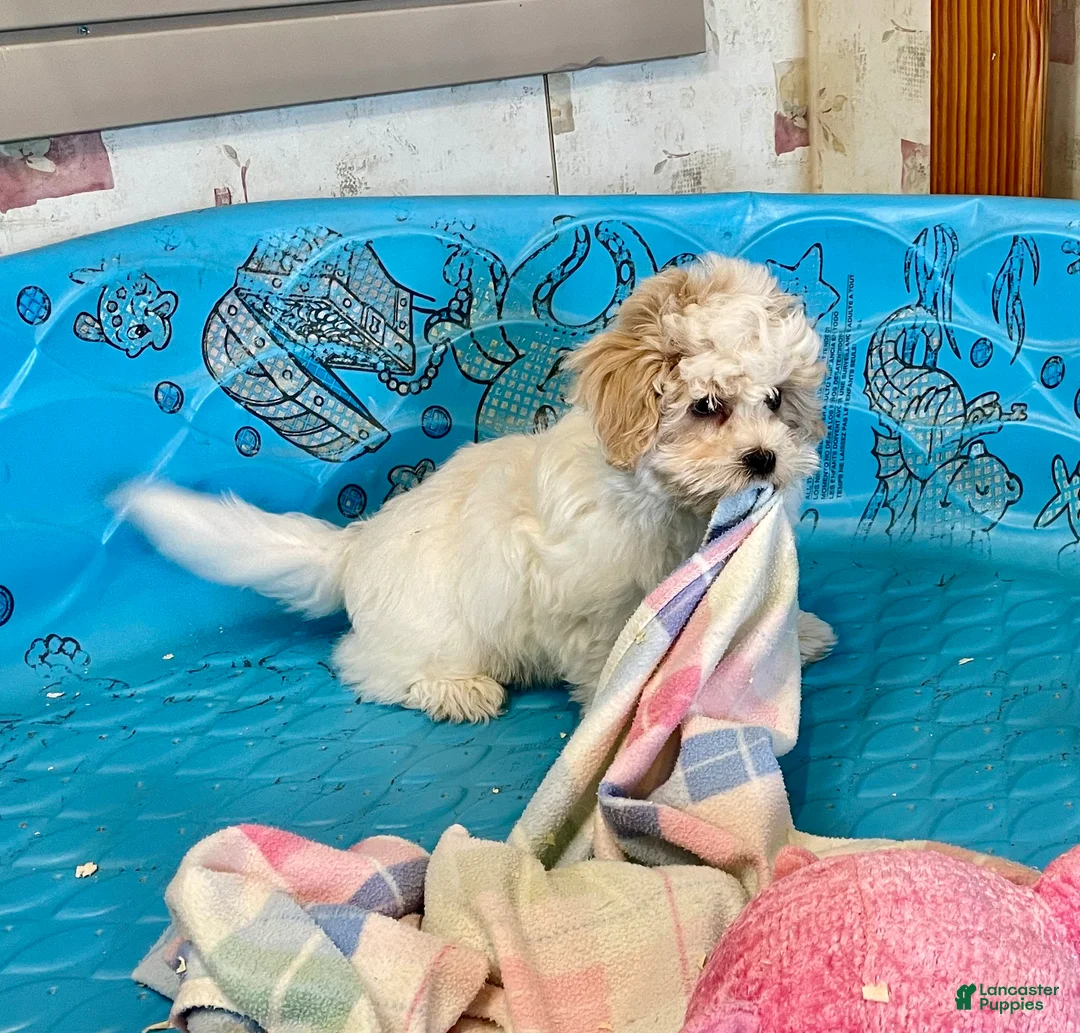 Coton De Tulear dogs for sale: Shane - Ad 4
