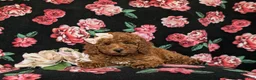 Mini Goldendoodle dogs for sale: Abigail Hypoallergenic - Ad 6