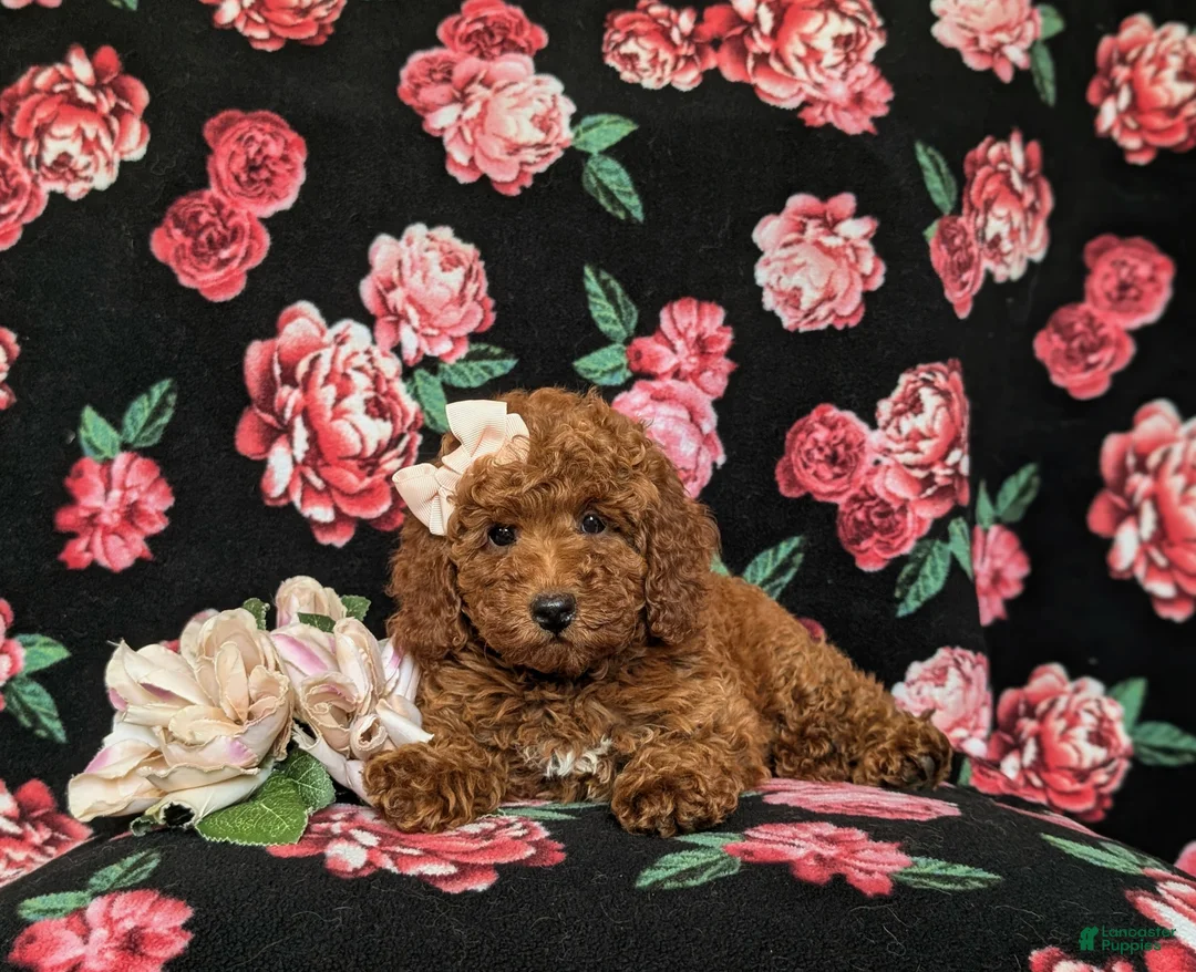 Mini Goldendoodle dogs for sale: Abigail Hypoallergenic - Ad 6