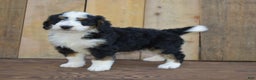 Mini Bernedoodle dogs for sale: Rubbles - Ad 2