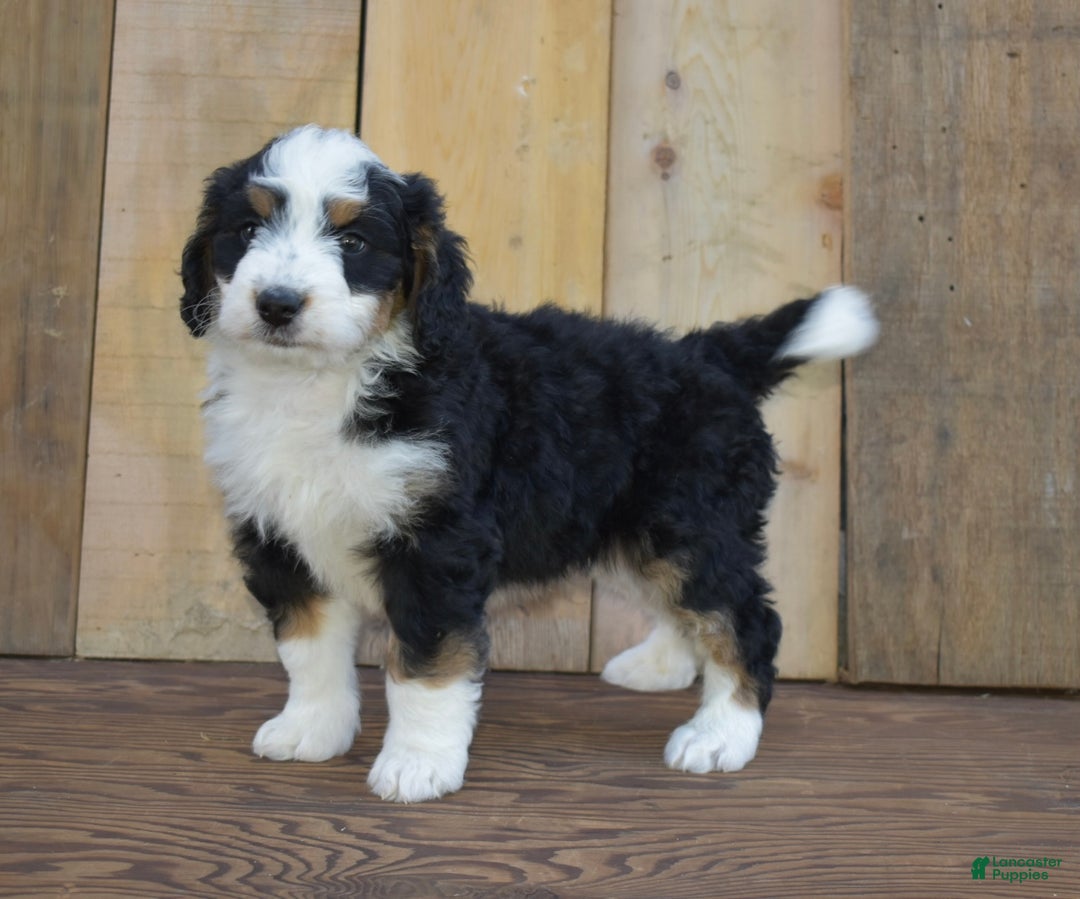 Mini Bernedoodle dogs for sale: Rubbles - Ad 2