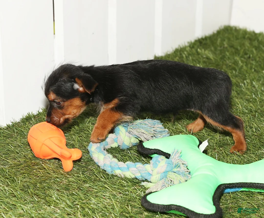 Yorkshire Terrier dogs for sale: Kane - Ad 8