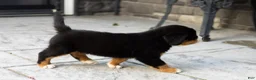Bernese Mountain Dog dogs for sale: Maddie - Ad 3