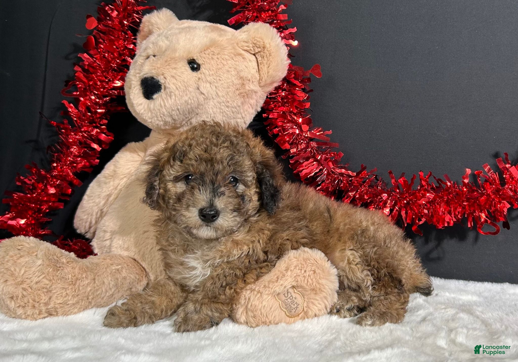 Miniature Poodle dogs Fern - Ad 9