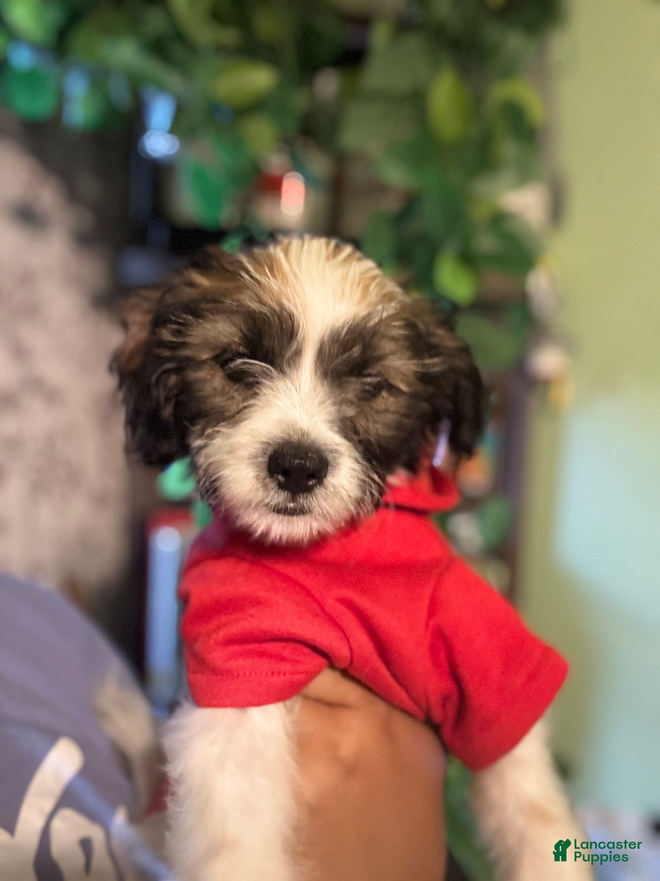 Mixed Breed dogs Jack  - Ad 1