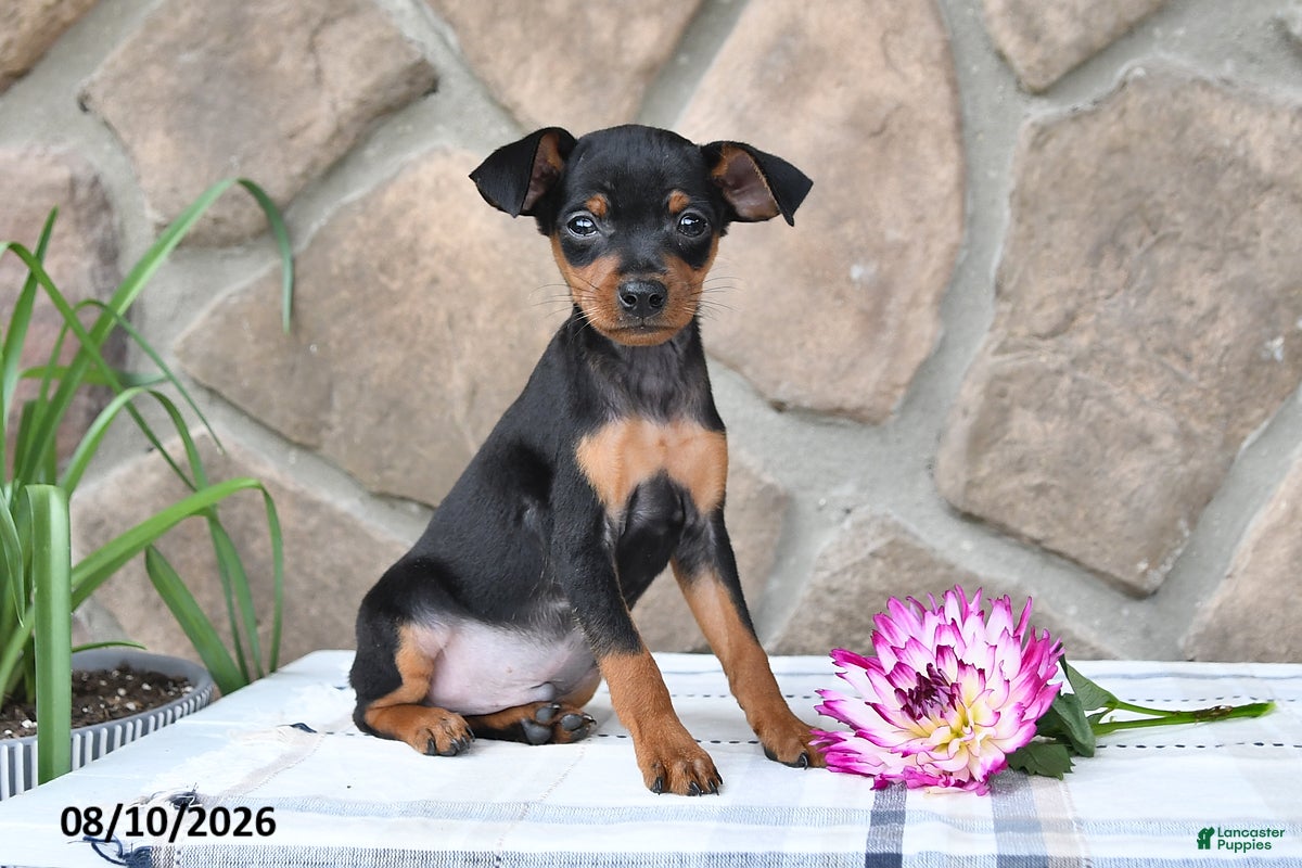 Miniature Pinscher dogs Bruce - Ad 1