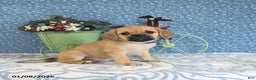 Puggle dogs for sale: Karina - Ad 5