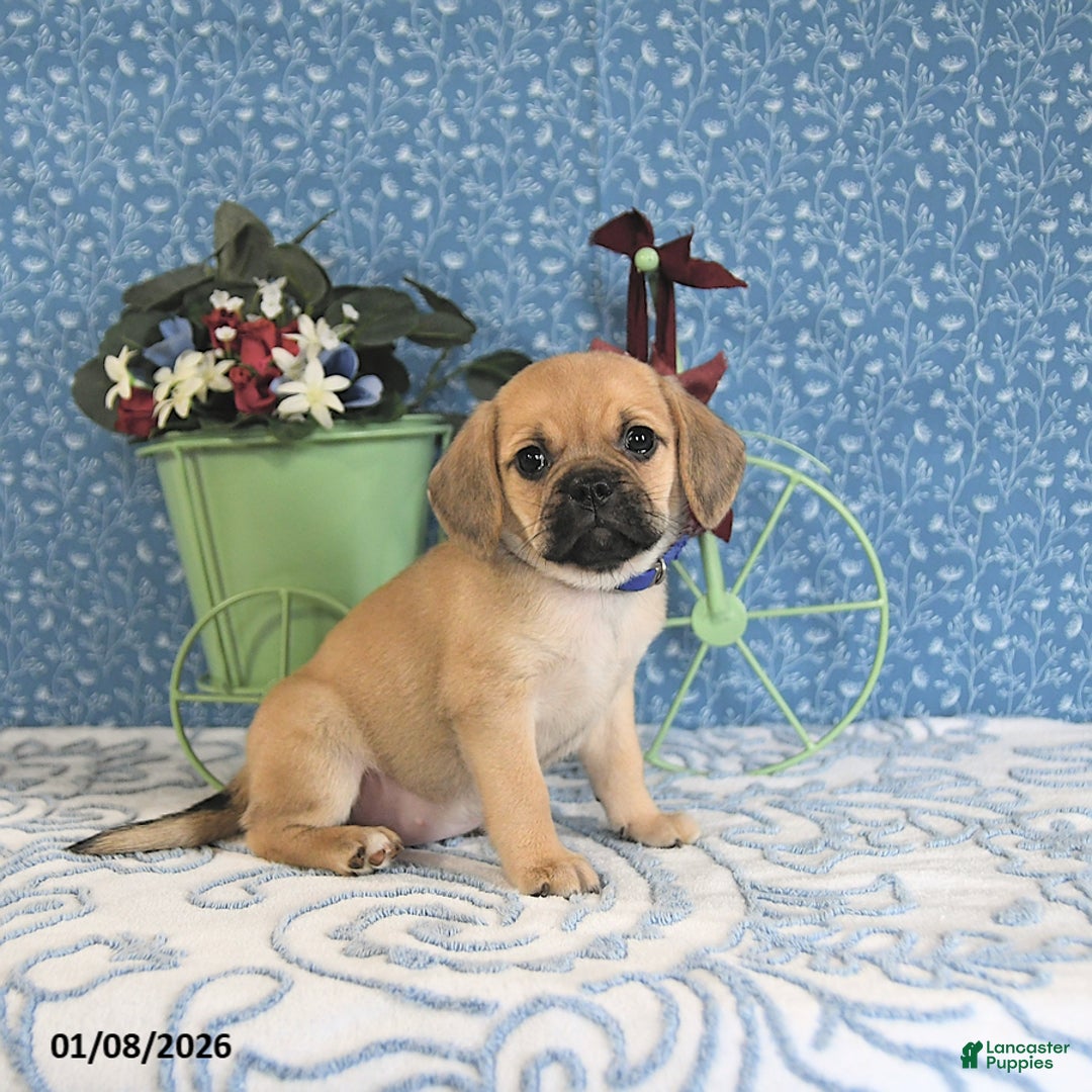 Puggle dogs for sale: Karina - Ad 5