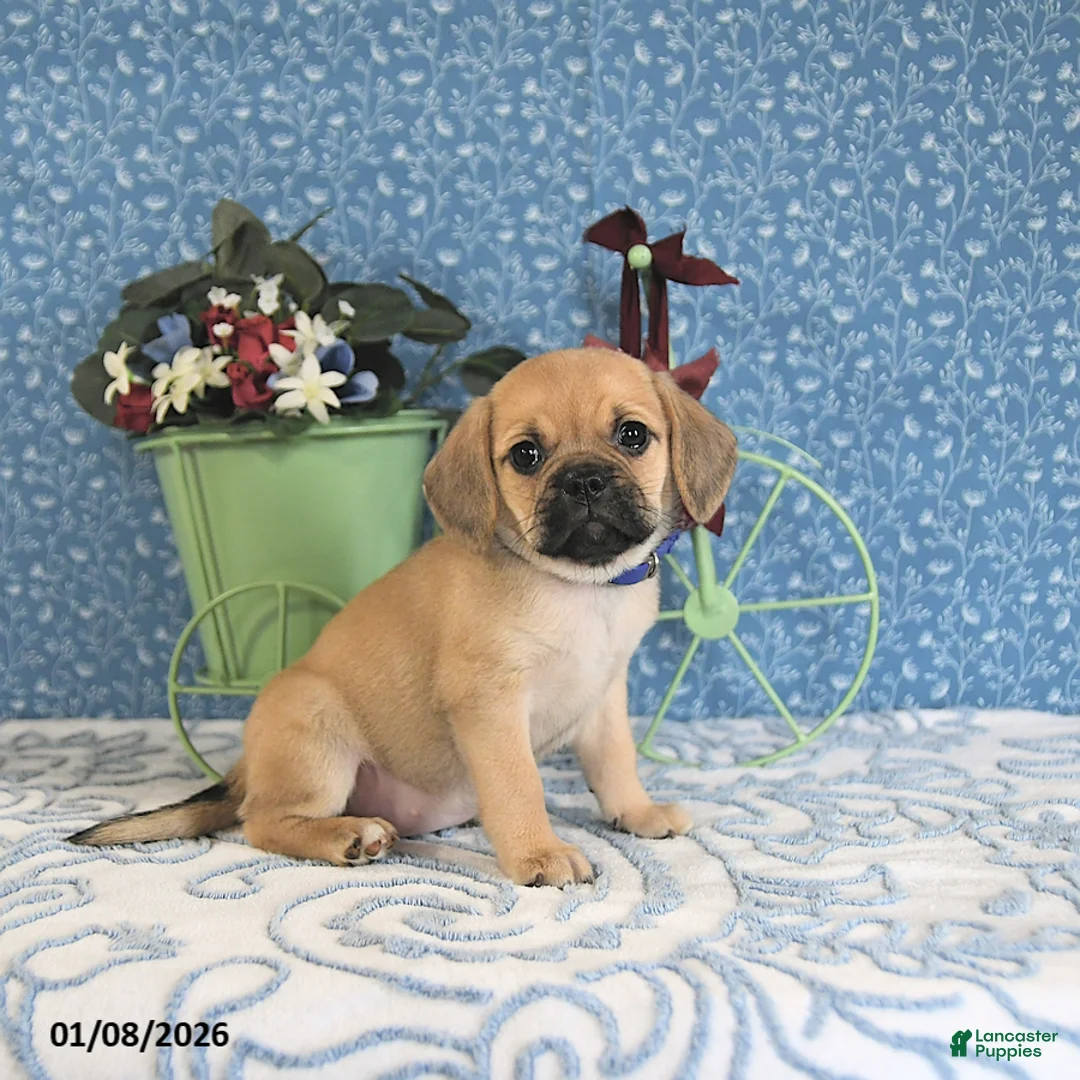 Puggle dogs for sale: Karina - Ad 10