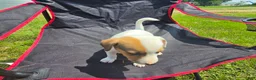 Jack Russell Terrier dogs for sale: Frankie - Ad 8