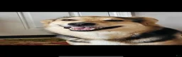 Mixed Breed dogs for sale: Mixed Breed 1 - Ad 1