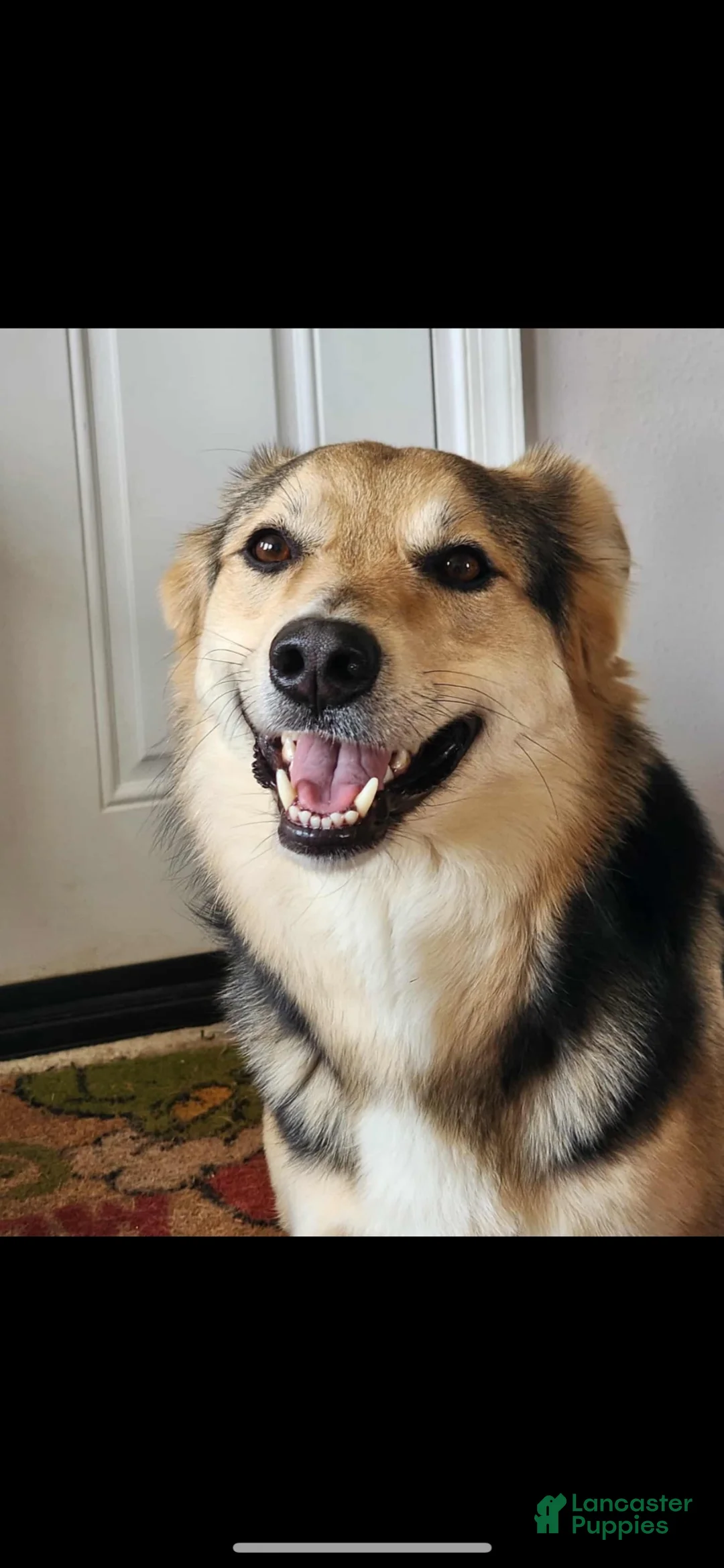 Mixed Breed dogs for sale: Mixed Breed 1 - Ad 1