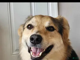 Mixed Breed dogs Mixed Breed 1 - Ad 18