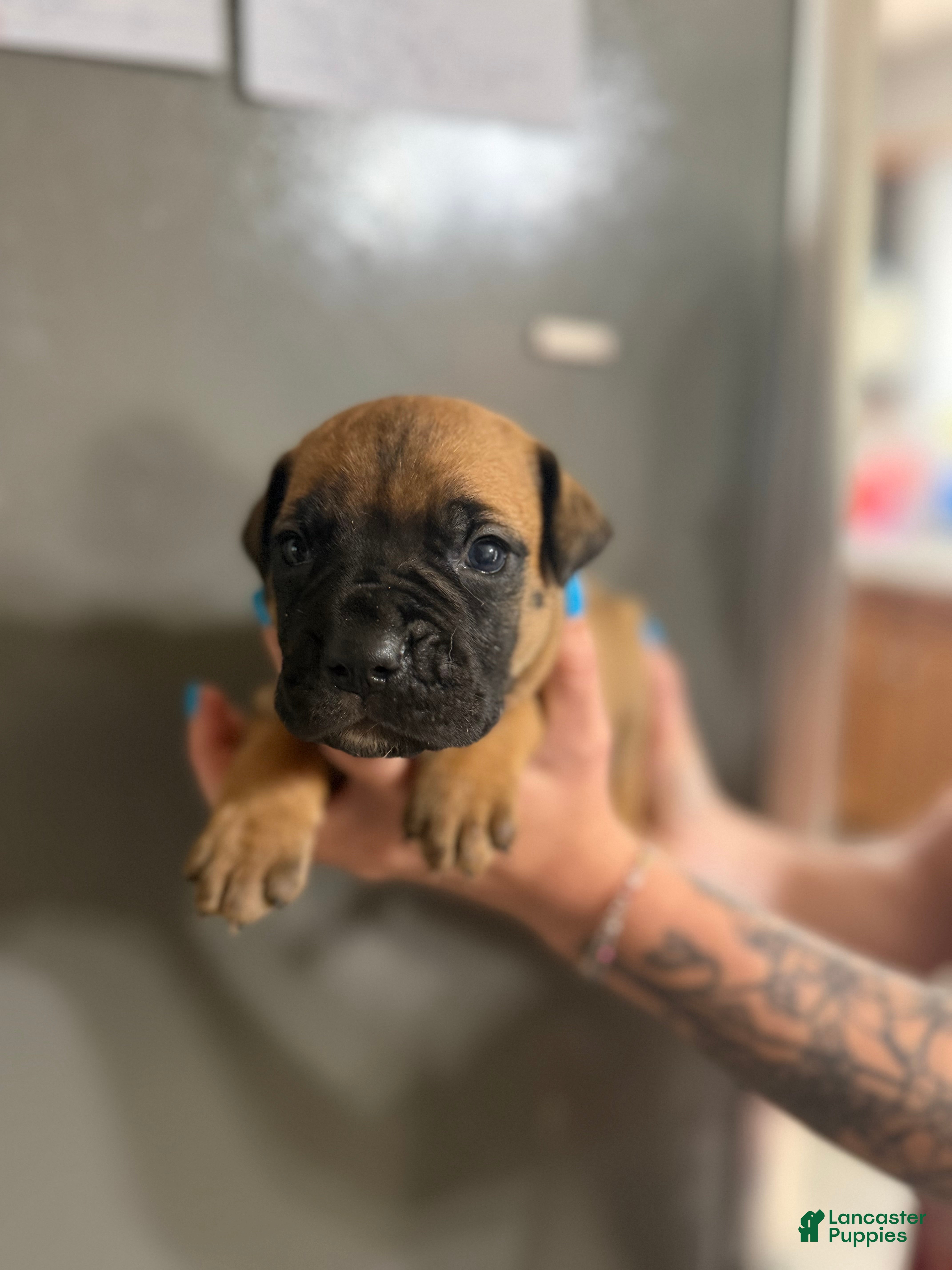 Cane Corso dogs NOVA - Ad 19
