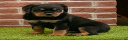 Rottweiler dogs for sale: Heidi - Ad 3