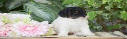 Miniature Poodle dogs for sale: Hannah - Ad 4