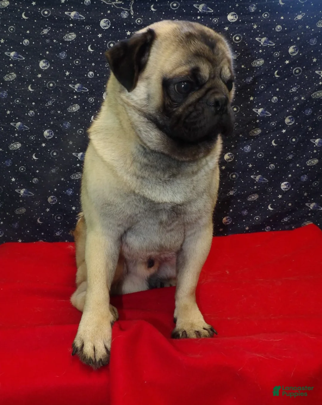 Pug dogs for sale: Jose - Ad 2